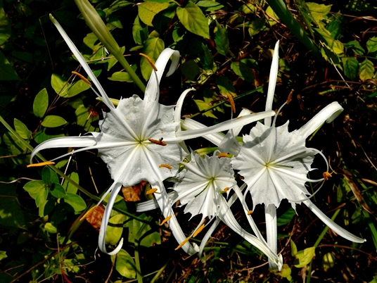 {Hymenocallis occidentalis}
